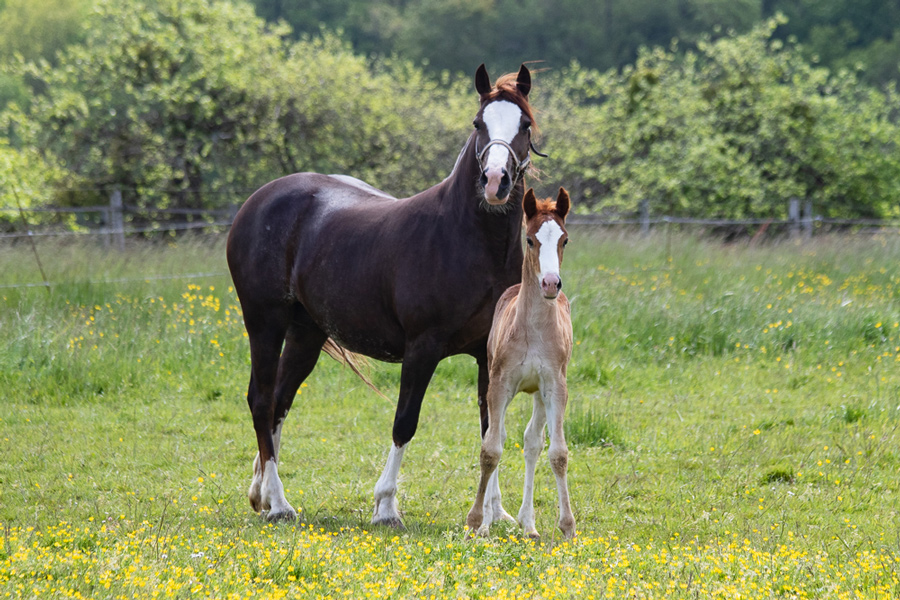 poulain welsh cob a vendre