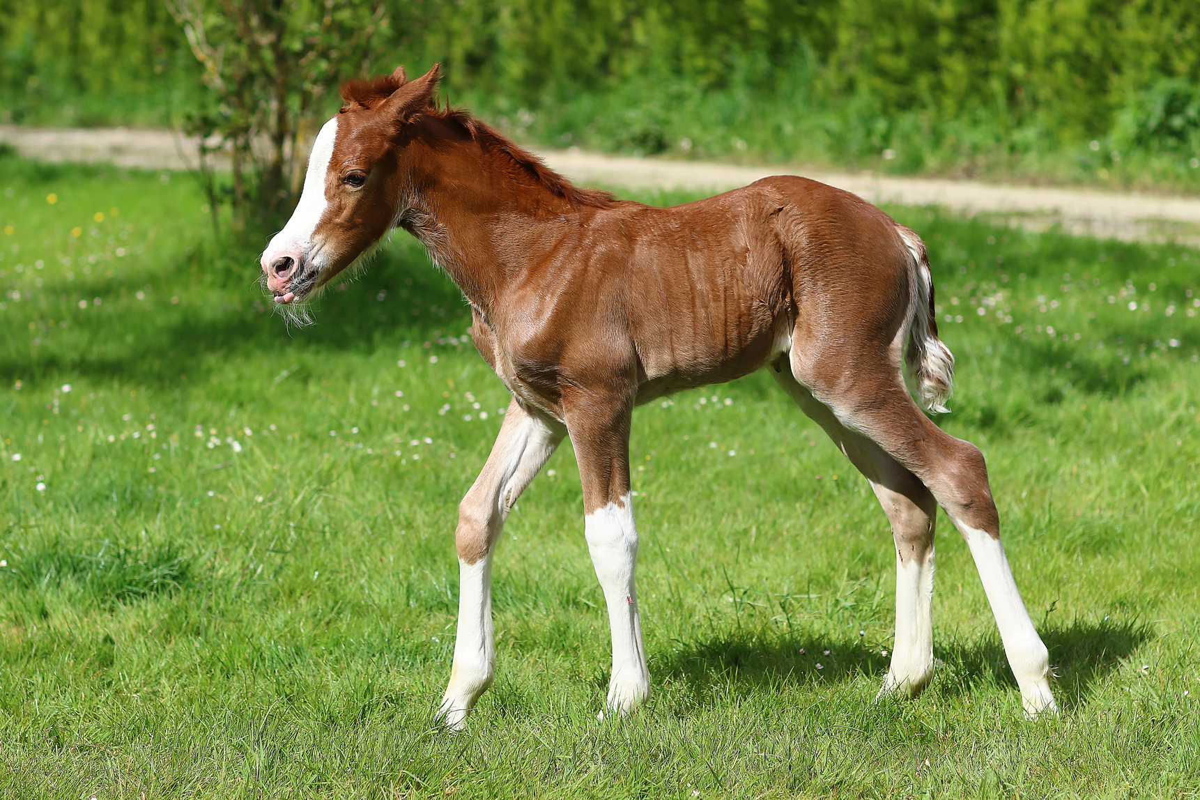 poulain welsh cob a vendre