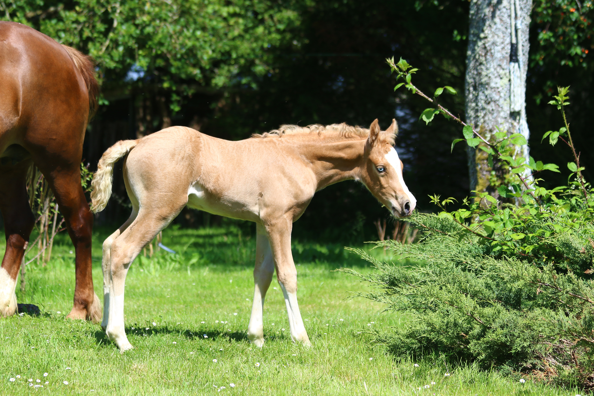 poulain welsh cob a vendre