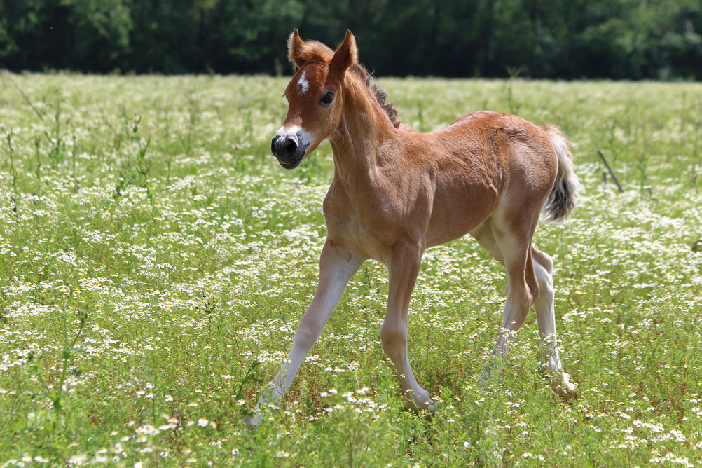 poulain welsh cob a vendre