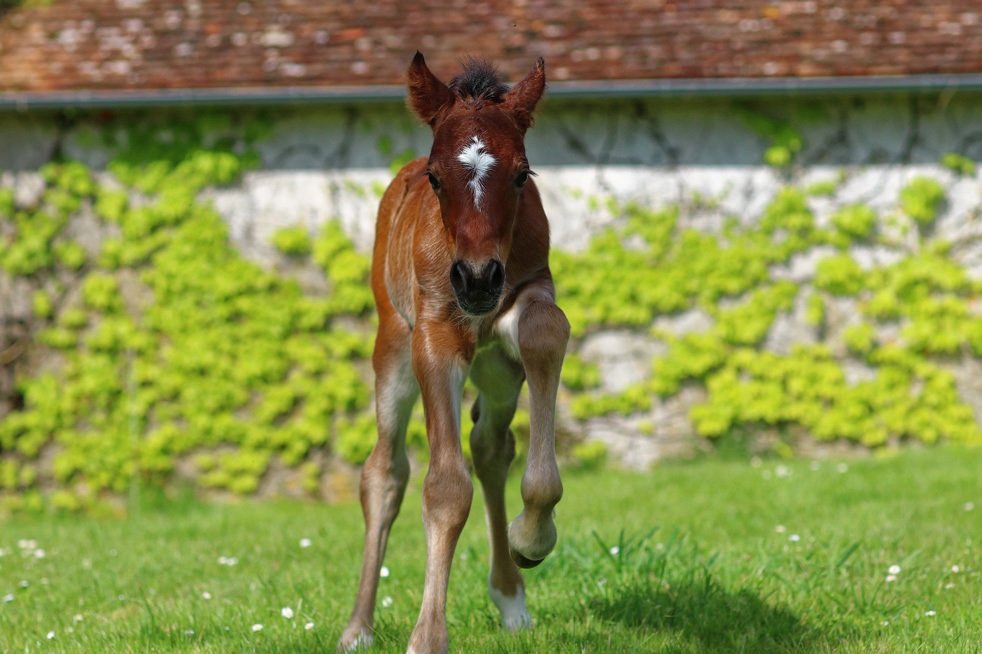 poulain welsh cob a vendre